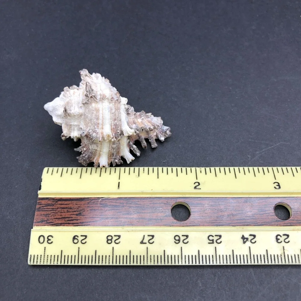 Vintage Lot of 4 Seashells Apple Murex and Murex Radix‎ Shells Approximately 2